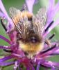 335850 – Photo : Catherine Reymonet-Smitten – France (19)